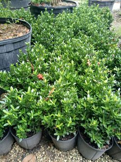 dwarf ixora 3gl $6