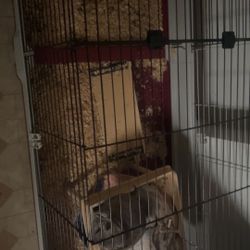 Large Animal Cage + Full Setup (Everything Included)