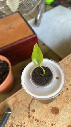Baby monstera