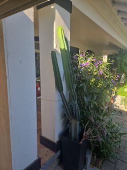 Cactus 🌵