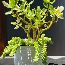 BEAUTIFUL  Variegated Tri-Color Jade with Burro’s Tail in white Pot