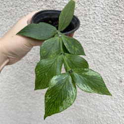 Beautiful Hoya Polyneura Broget Plant