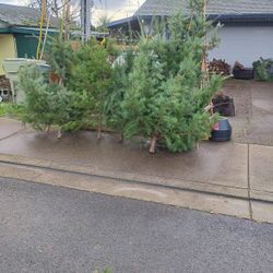 X-mas Tree's For Sale 6 Foot To 11 Foot $35.00 Will Deliver Pending Where And Gas 