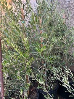 Olive trees 15 gallon pot 55$ each