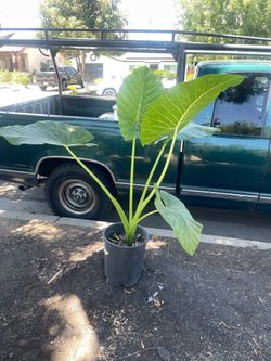 Elephant ear plant