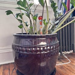 ZZ Plant w/large pot