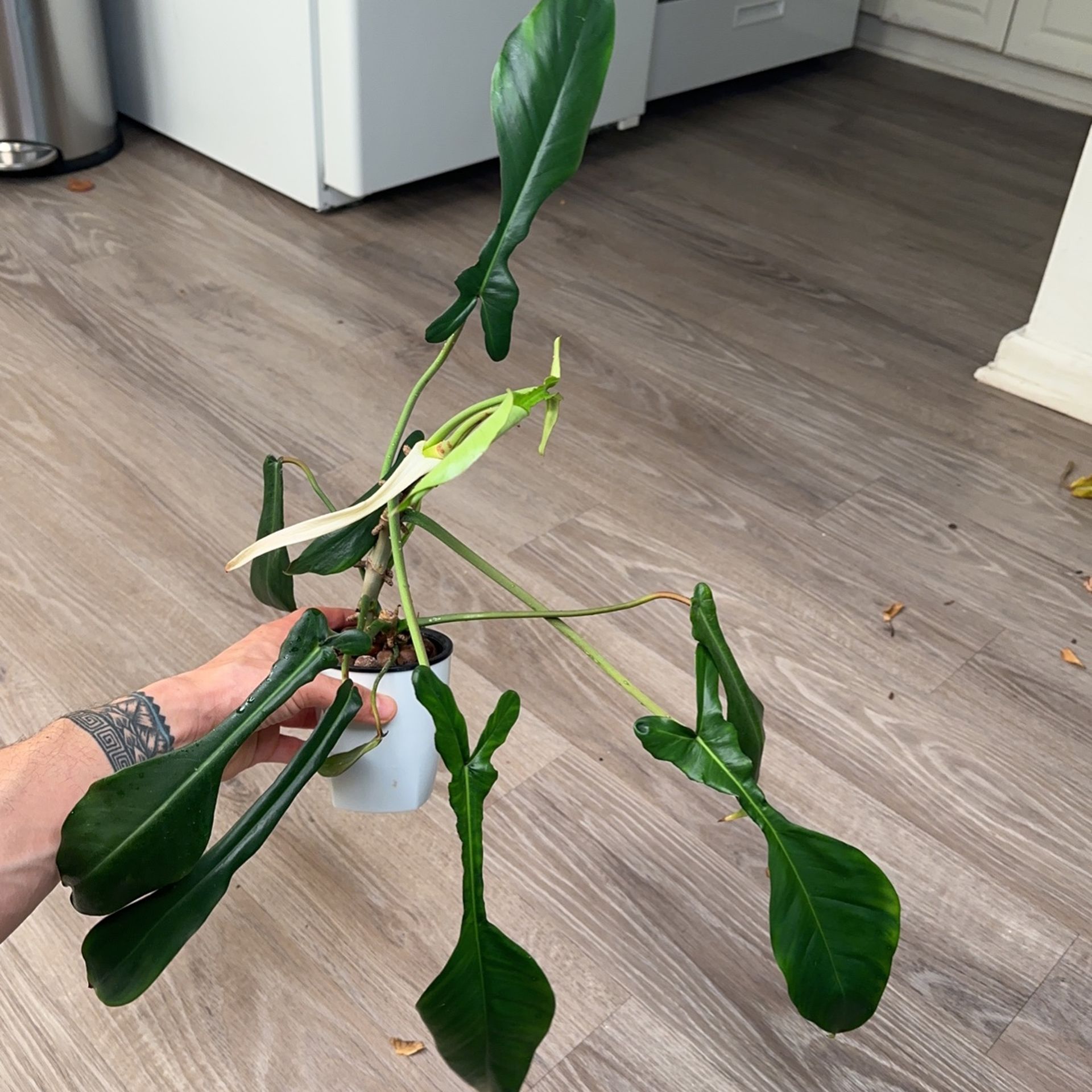 Philodendron Joepii Med 