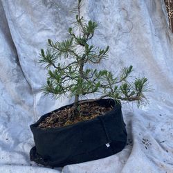 Shore Pine Bonsai 