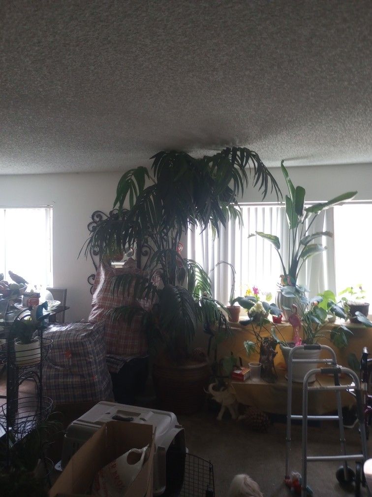 Plant