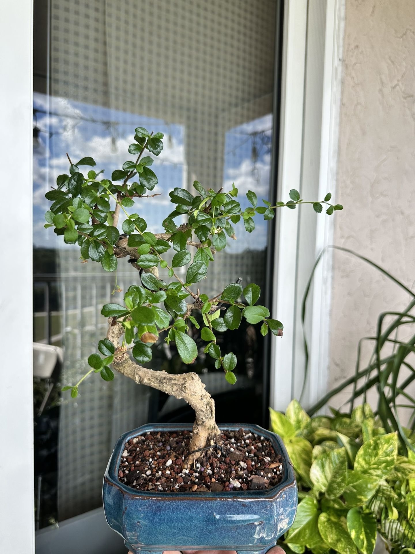 Bonsai Fukien Tea