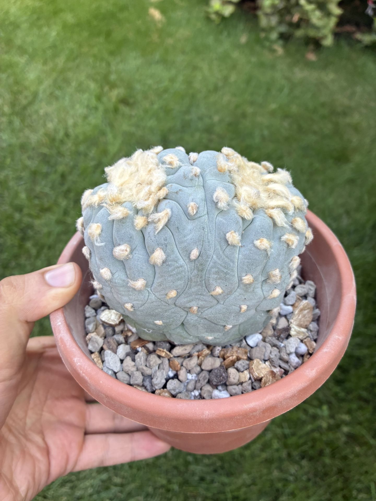 Crested Rare Fricci Super White 