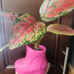 pink lady valentine Aglaonema Chinese Evergreen plant in ceramic roller skate