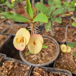 Corona de Cristo esqueje de  Semilla