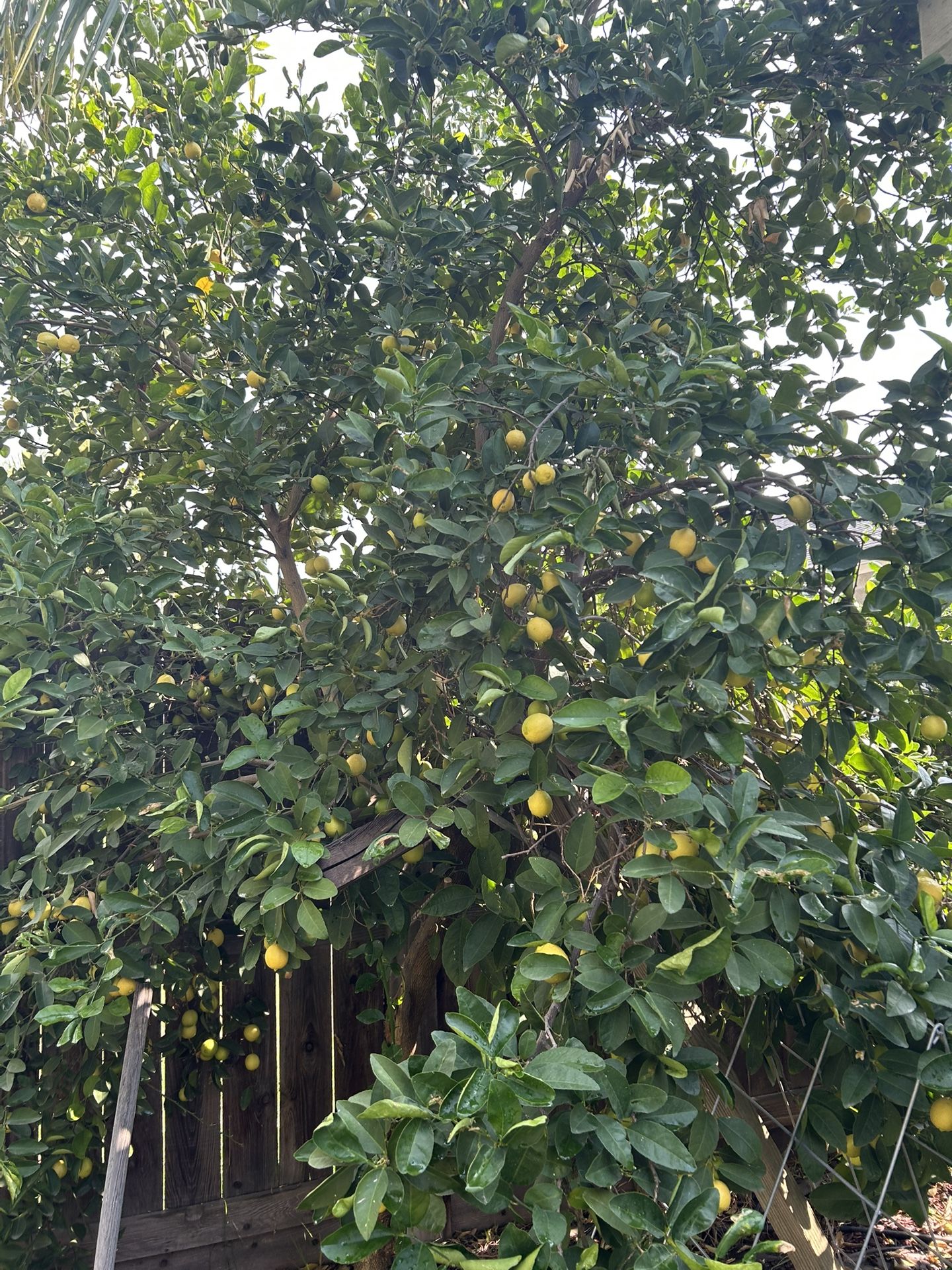 Mexican Limes / Limon Mexicano