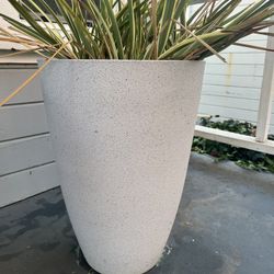 Tall Modern Planter With Plant 