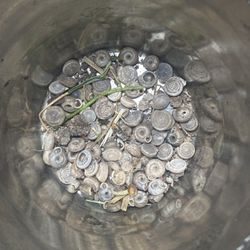 Snail Shells From 550M Years Ago(very Rare)