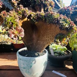 Aeonium Velour Crest Imported