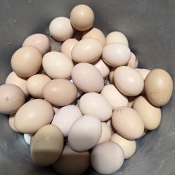 Fertile Eggs
