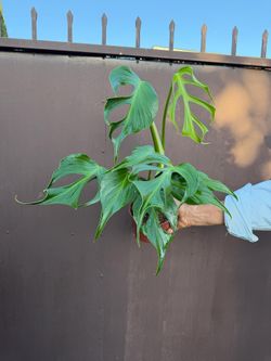 6” monstera burle marx flame