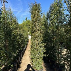 Eugenia Privacy Hedge