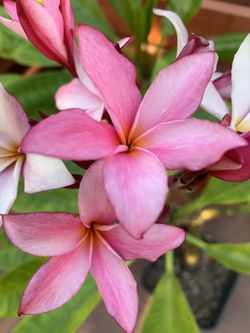 Plumeria