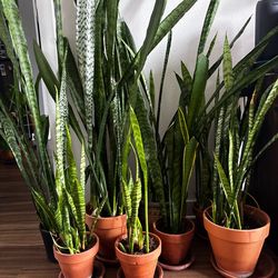 Snake plants! Small medium and large!