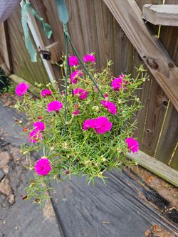 Moss Rose