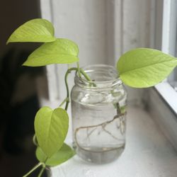 🌿 Golden Pothos Propagations for Sale!