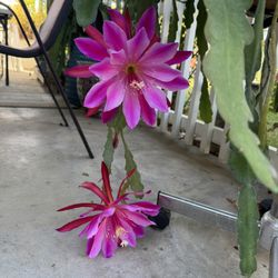 Pink Orchid Cactus Plant 