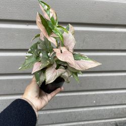 5” Syngonium Pink Splash