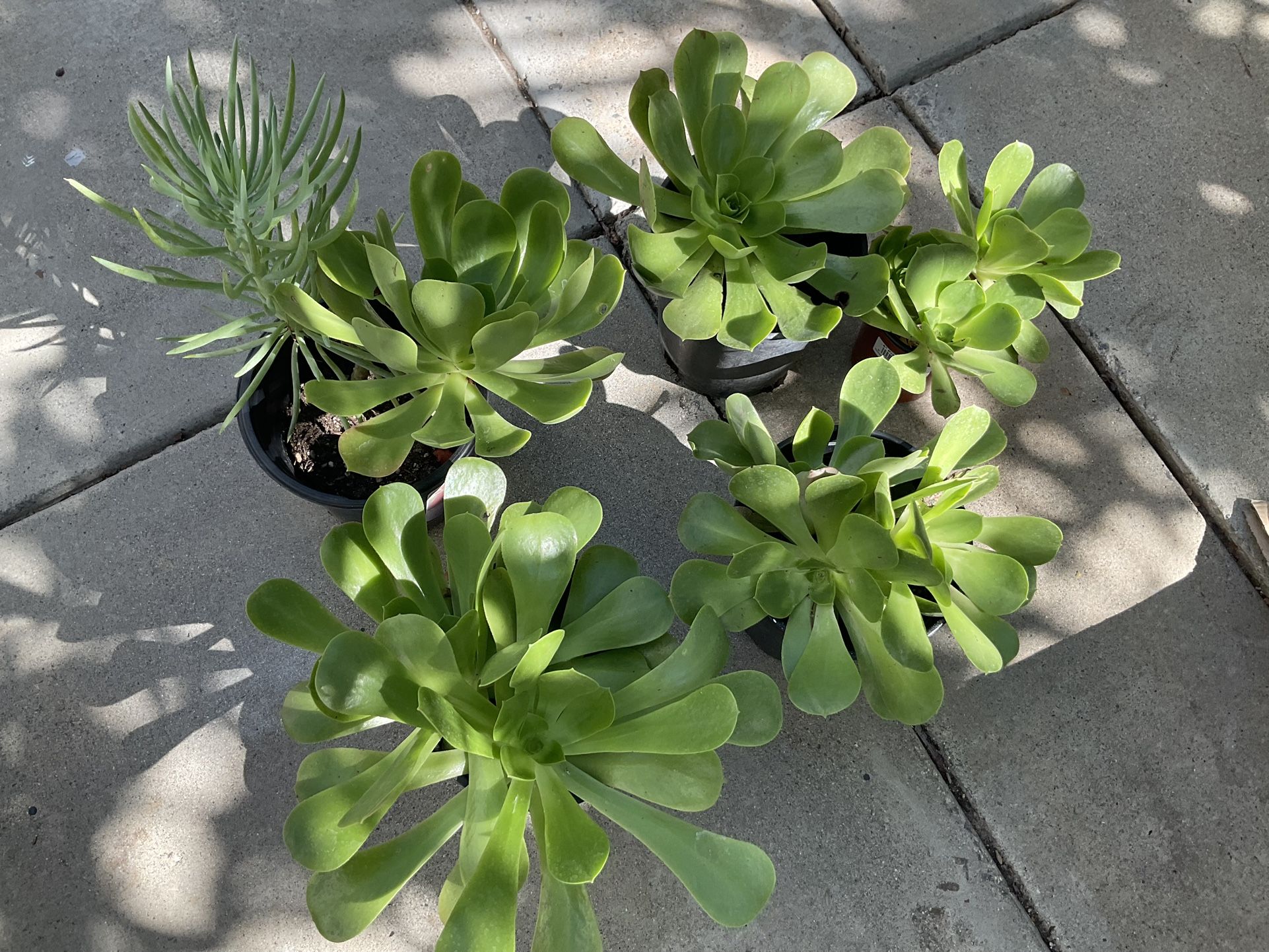 Beautiful Succulents Plants Cheaper Than Stores