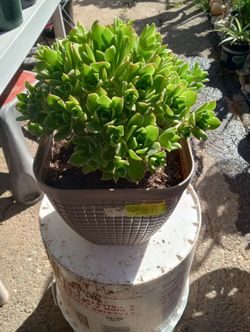 Plant
