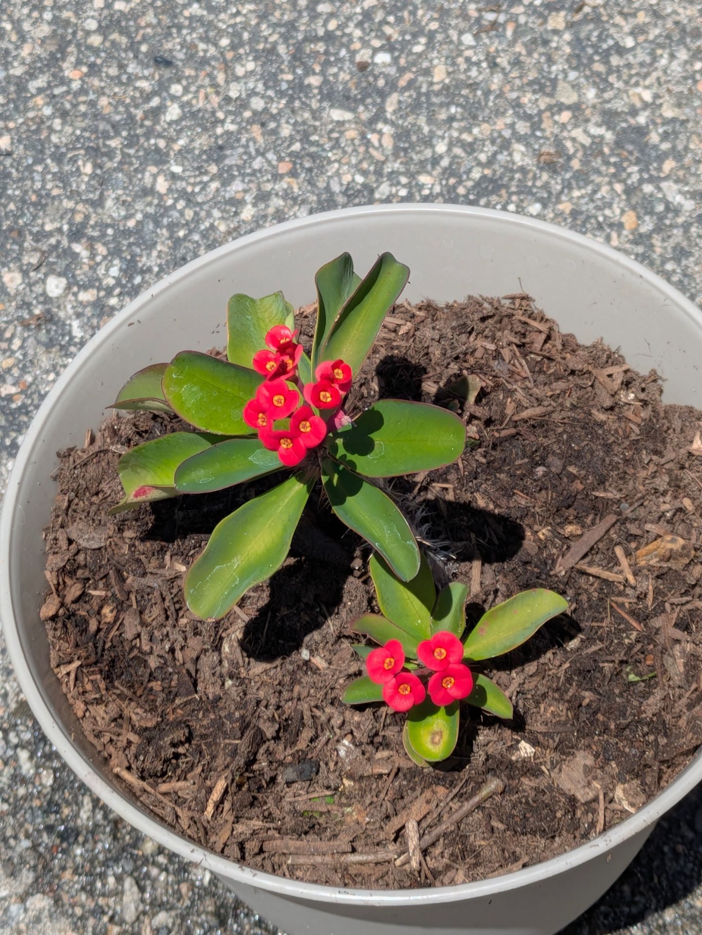 Potted Red Crown of Thorns Plant