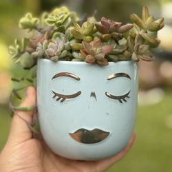 Unique, Variety Of Beautiful Succulents In A Beautiful Ceramic Pot 
