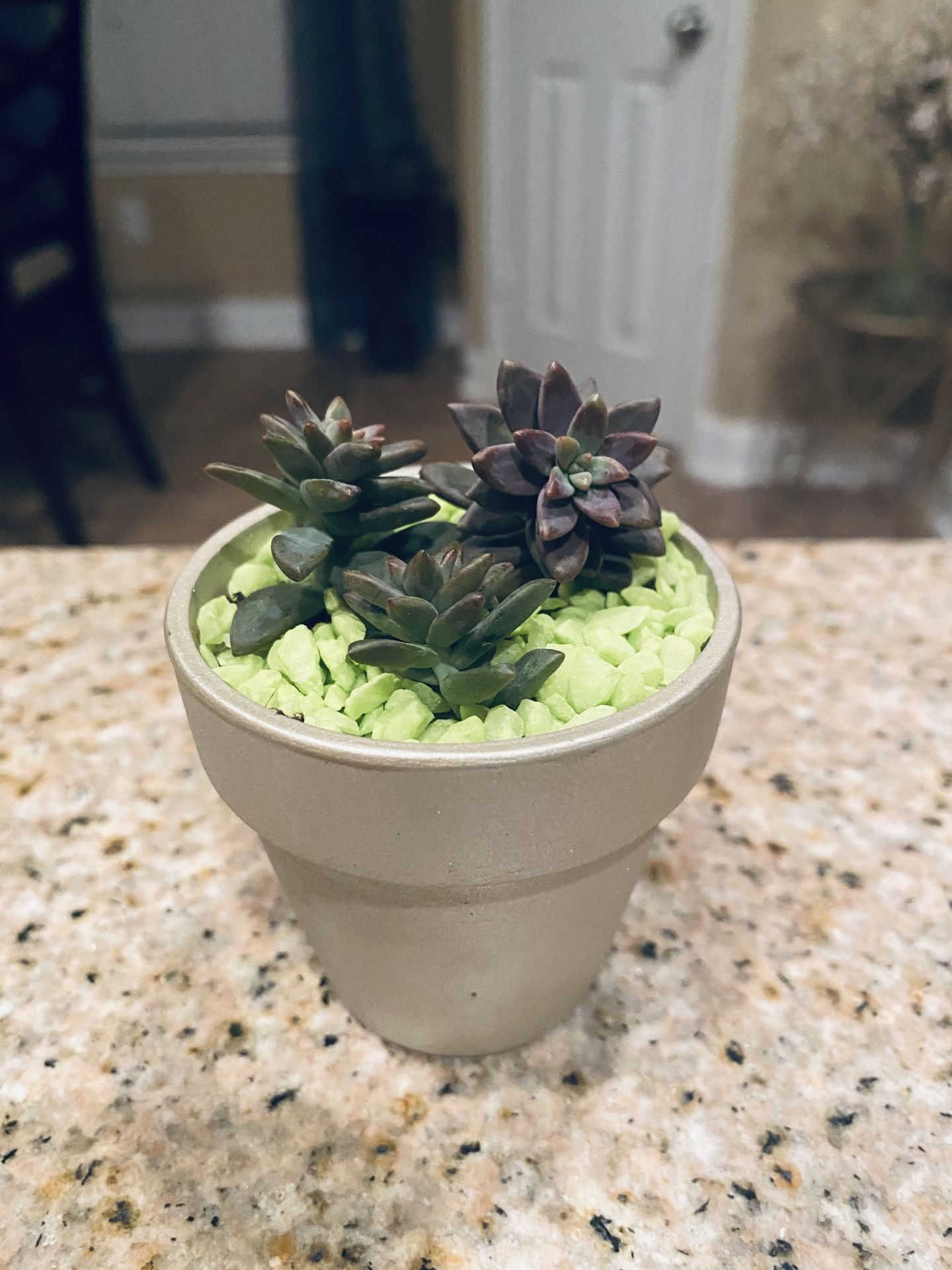 Mini succulent garden