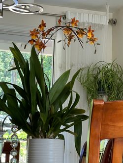 Mature orchid just about to bloom ( has three spikes).