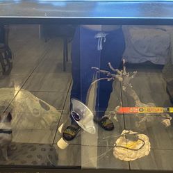 Zen Habitats 120 Gallon Bearded Dragon Tank