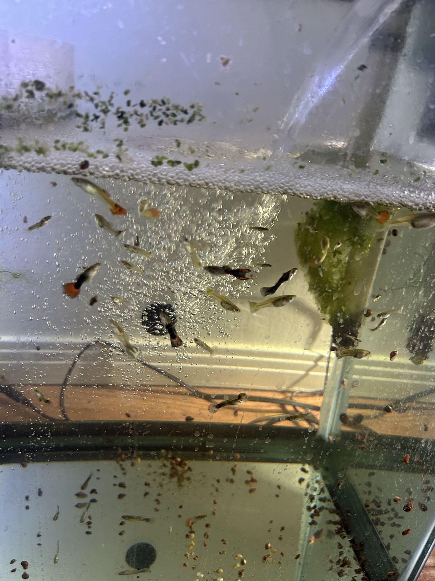 Pescera