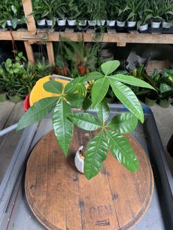 Money Tree
