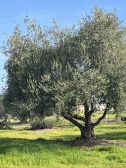 Olive Trees