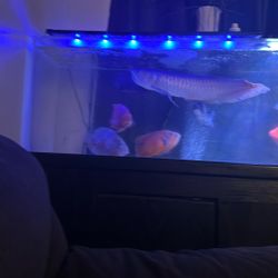 Fish Accessories/Decoration Let Me Know
