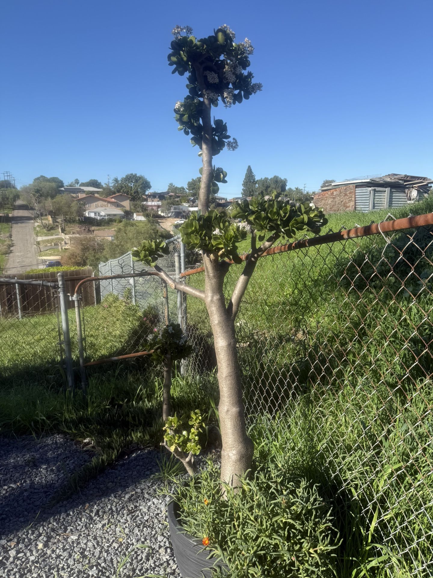 6 Foot Tall Jade Plant