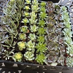 Succulents Plants $1.00 Each.
