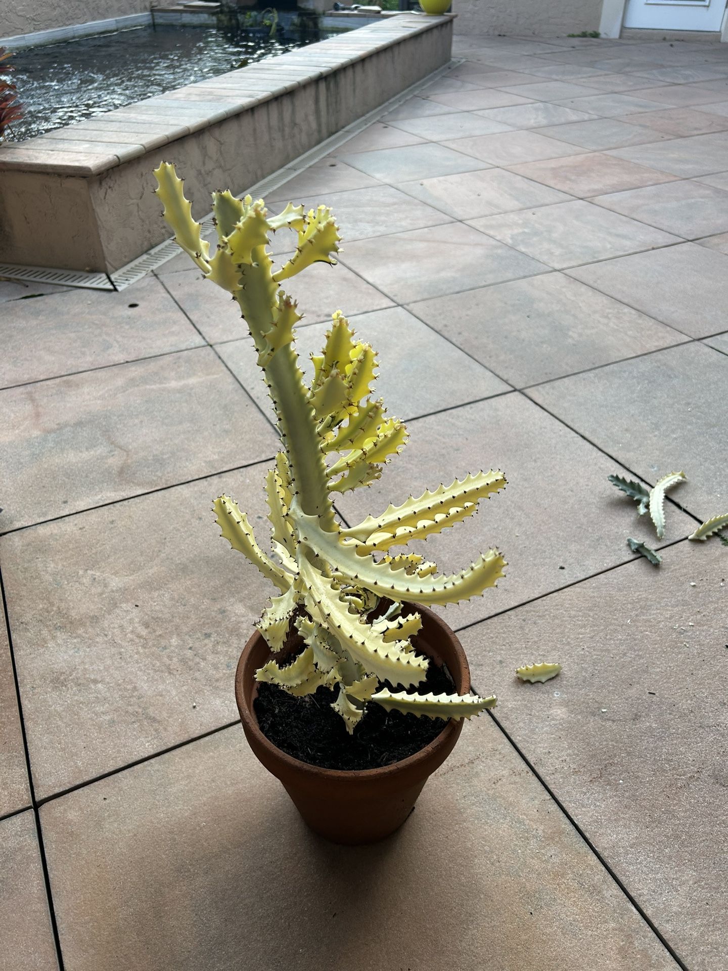 Ghost Cactus