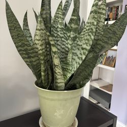 Real Snake Plant