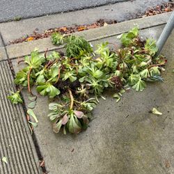 Free Succulents - First Come First Serve