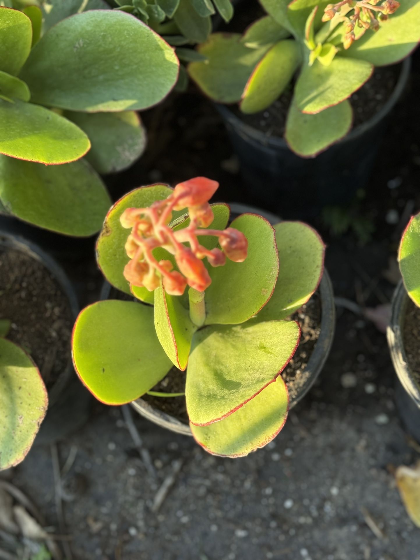 Cotyledon orbiculata