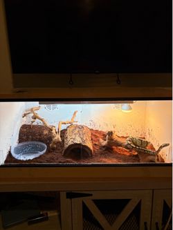 Snake Reptile Enclosure Everything is Included