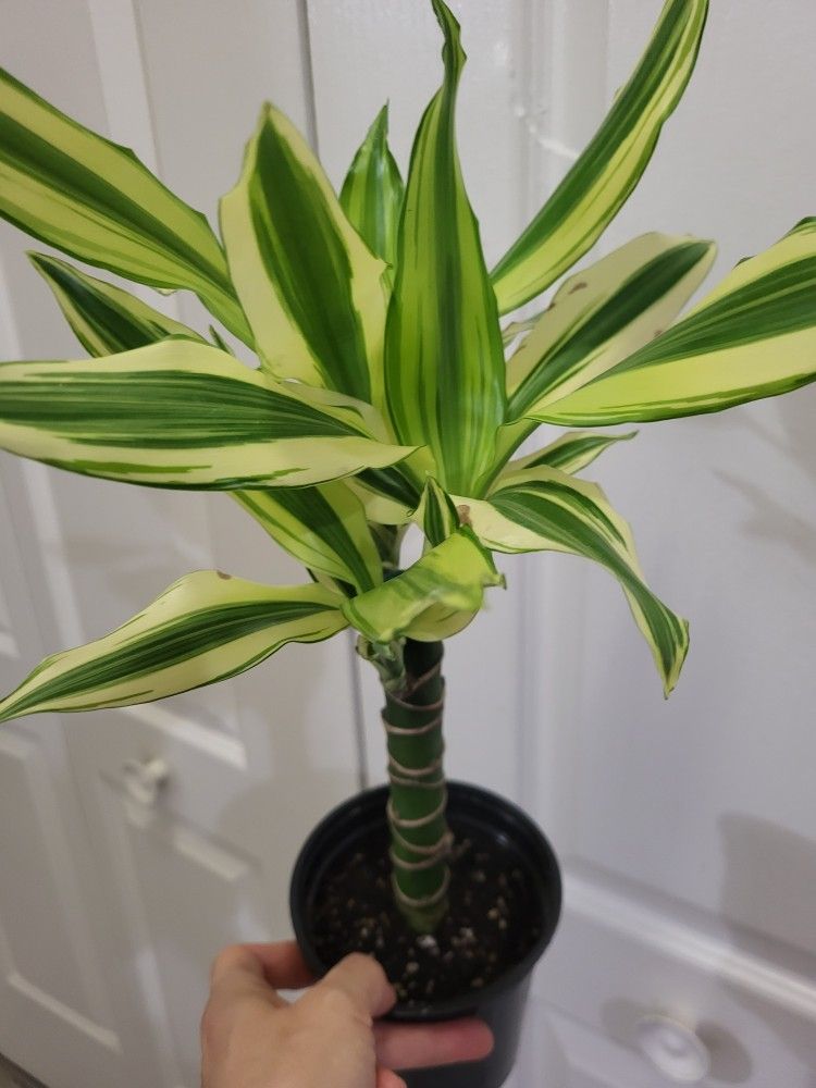 🌿Healthy Live Air Purifying Houseplant Dracaena / Corn Plant 16"Tall In Pot 4" ~ Easy To Grow