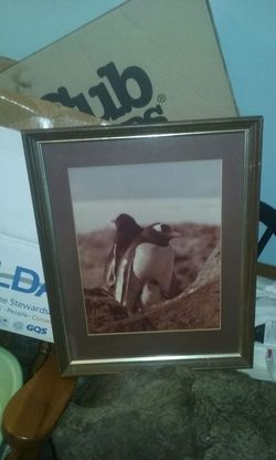 Penguin picture